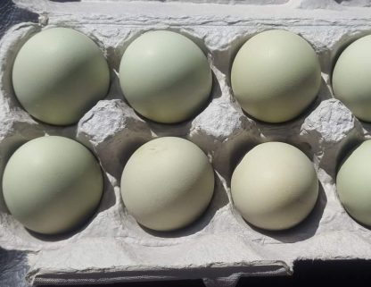 Cream Legbars Eggs