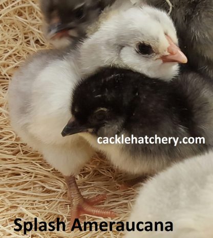 Splash Ameraucana Chicks