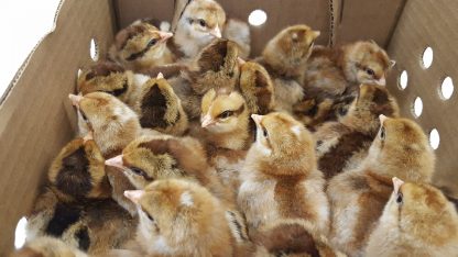 Bielefelder Chicks
