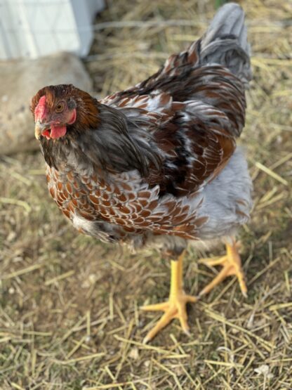 Blue Laced Red Wyandottes