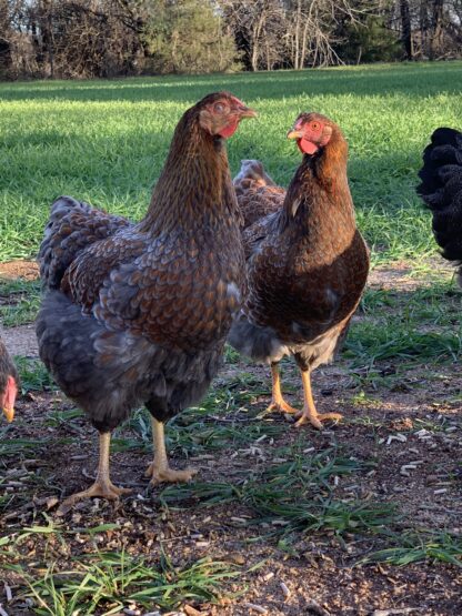 Blue Laced Red Wyandottes