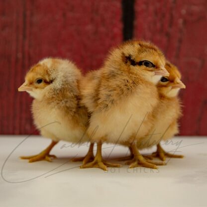 Bielefelder Chicken - Image 3