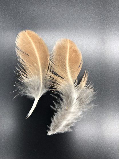 Bielefelder Female feather