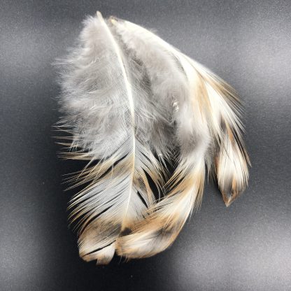 Bielefelder Male feathers