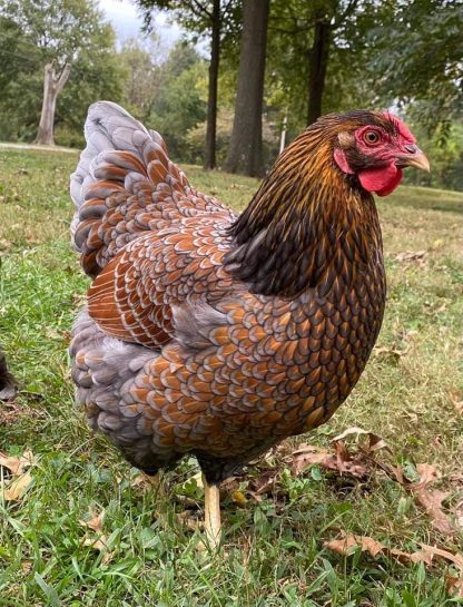 Blue Laced Red Wyandotte Chicken