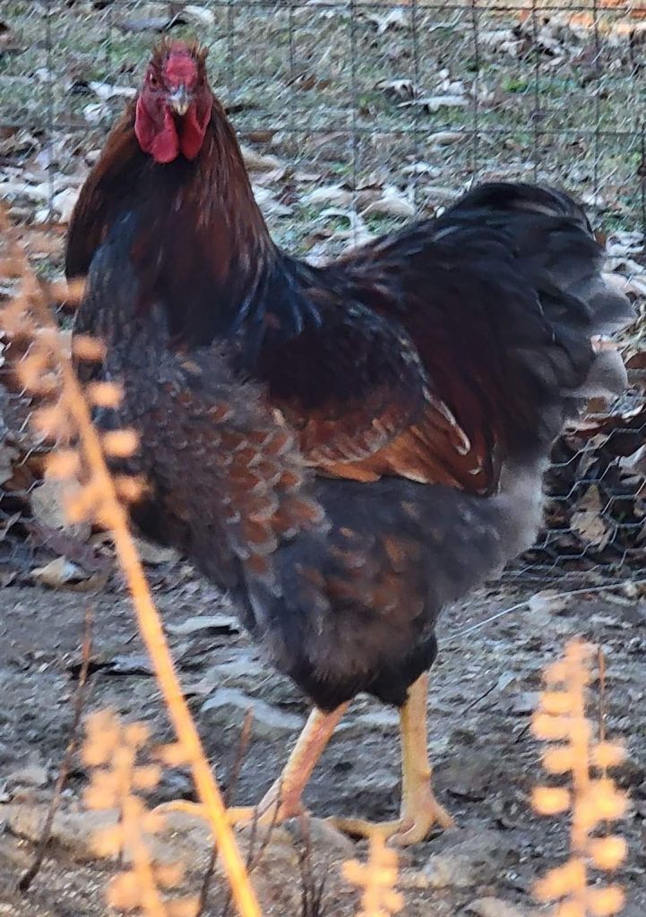 Blue Laced Red Wyandotte