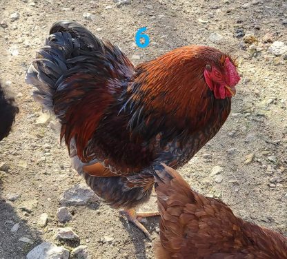 Blue Laced Red Wyandotte