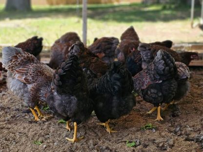 Blue Laced Red Wyandotte