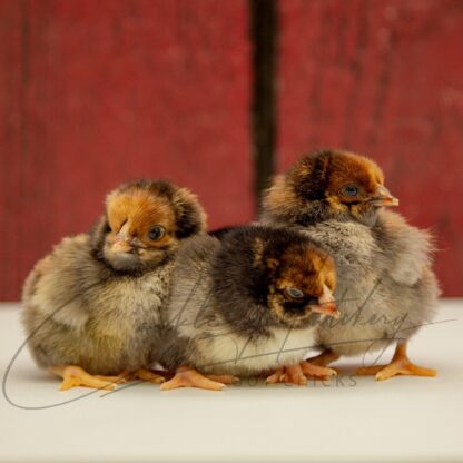 Blue Laced Red Wyandottes - Image 3