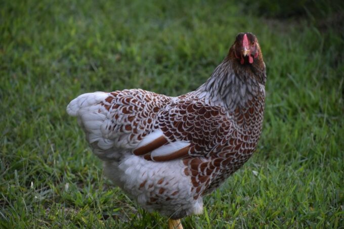 Blue Laced Red Wyandottes
