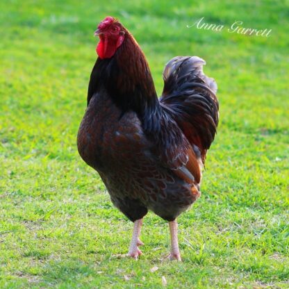 Blue Laced Red Wyandottes