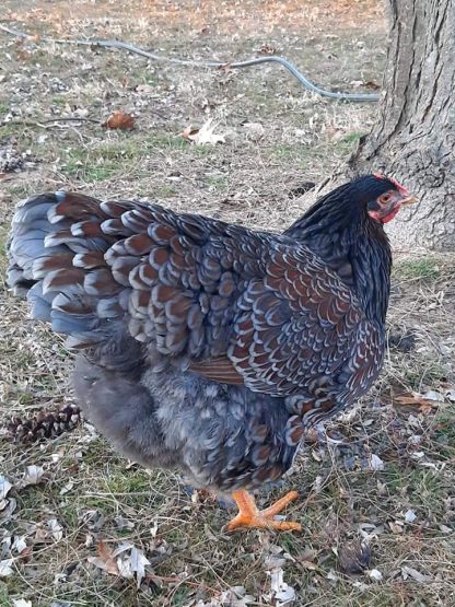 Blue Laced Red Wyandotte Chicken