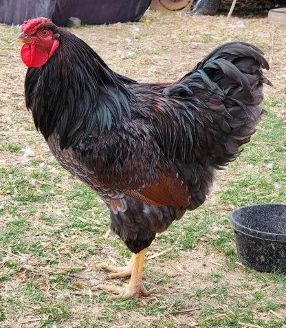 Blue Laced Red Wyandotte