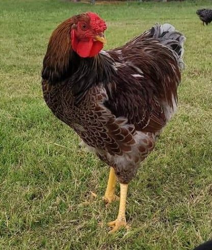 Blue Laced Red Wyandotte