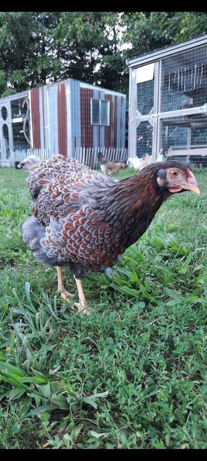 Blue Laced Red Wyandotte