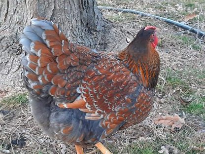 Blue Laced Red Wyandotte Chicken