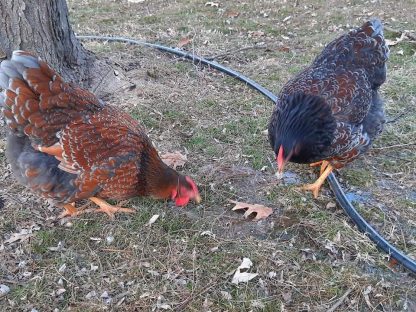 Blue Laced Red Wyandotte Chicken