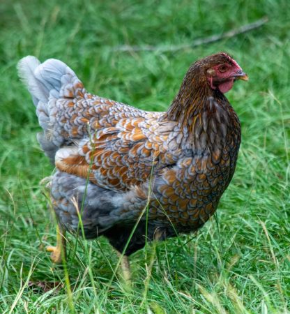 Blue Laced Red Wyandottes