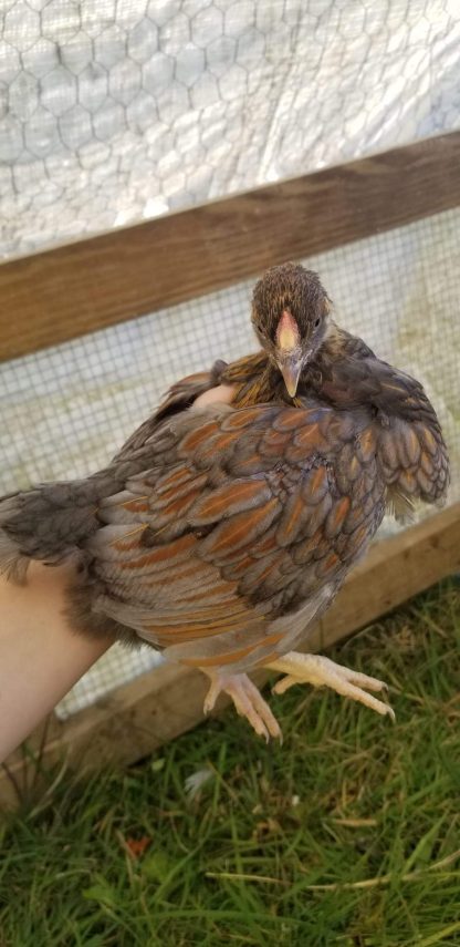 Blue Laced Red Wyandottes