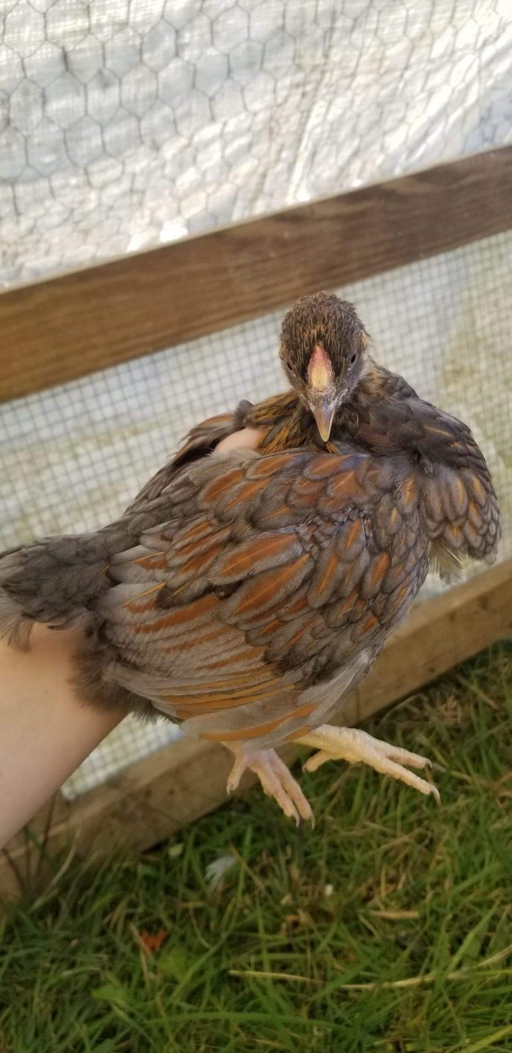 Blue Laced Red Wyandottes