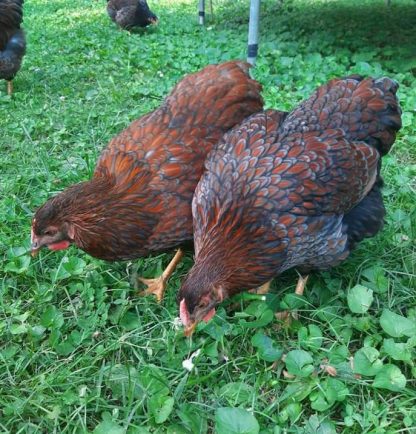 Blue Laced Red Wyandotte