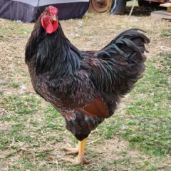 Blue Laced red Wyandotte