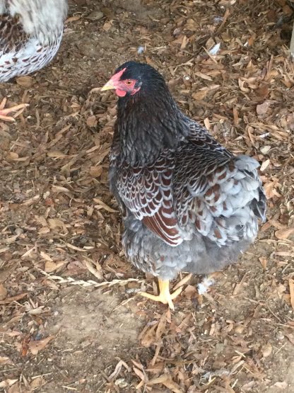 Blue laced Red Wyandottes Credit: Deborah Jenkins