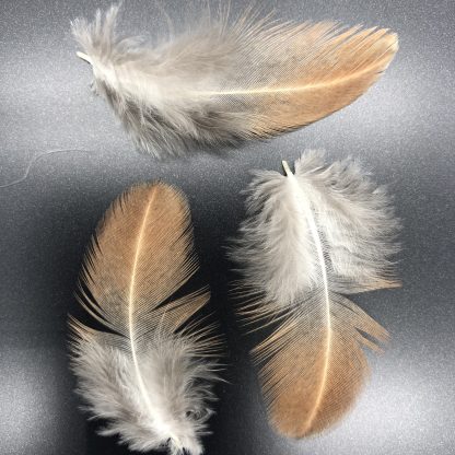 Cream Legbar Feathers