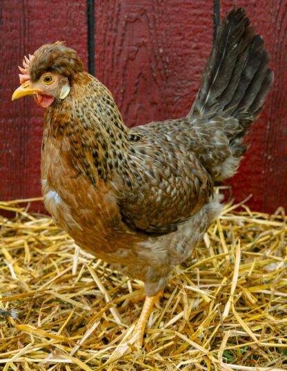 Cream Legbar Hen