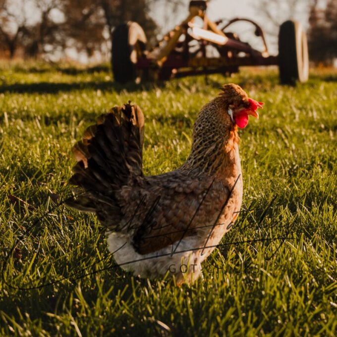 Cream Legbar Chicken - Image 2