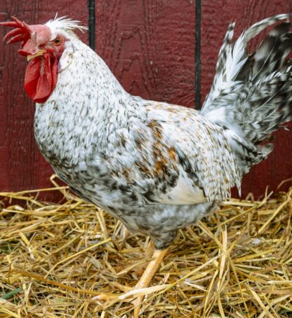 Cream Legbar Rooster