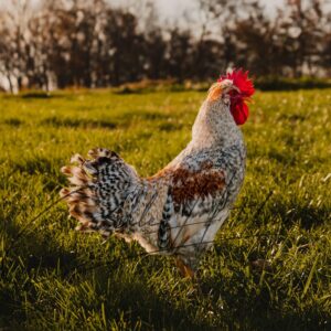 Cream Legbar Chicken