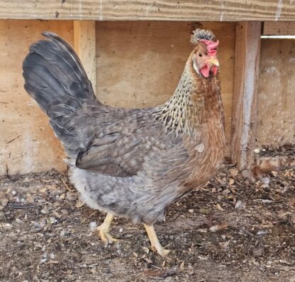 Cream Legbar Chicken