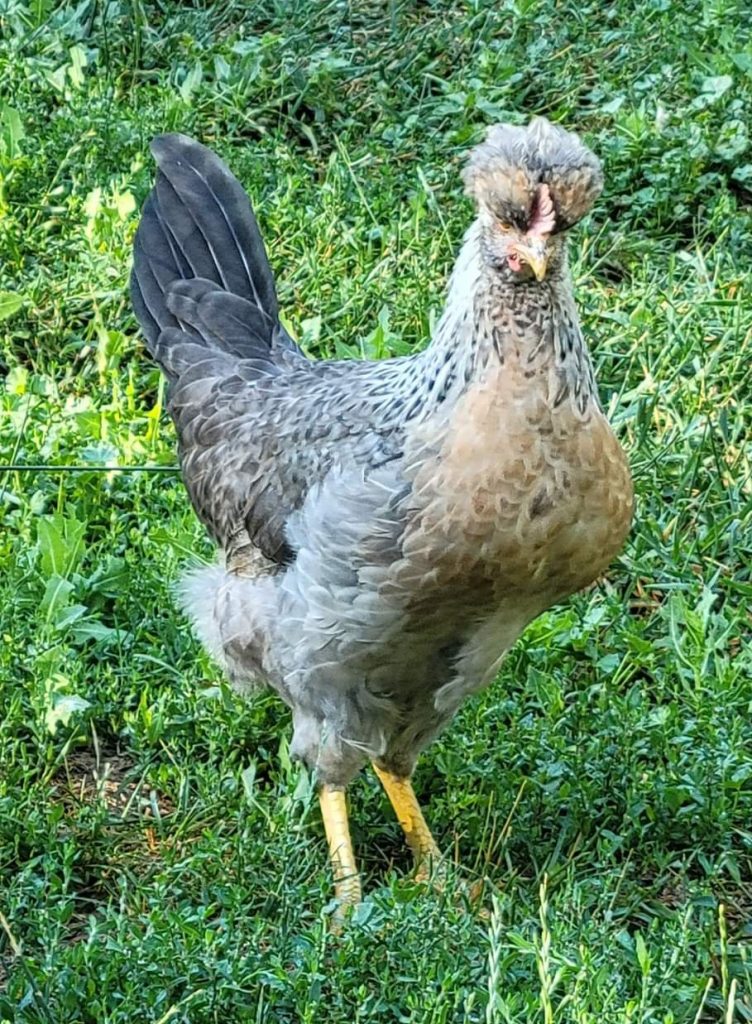 Cream Legbar Chickens For Sale Baby Chicks Cackle Hatchery®