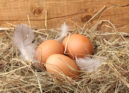 UK-Based Startup Is Turning Chicken Feathers Into Insulation