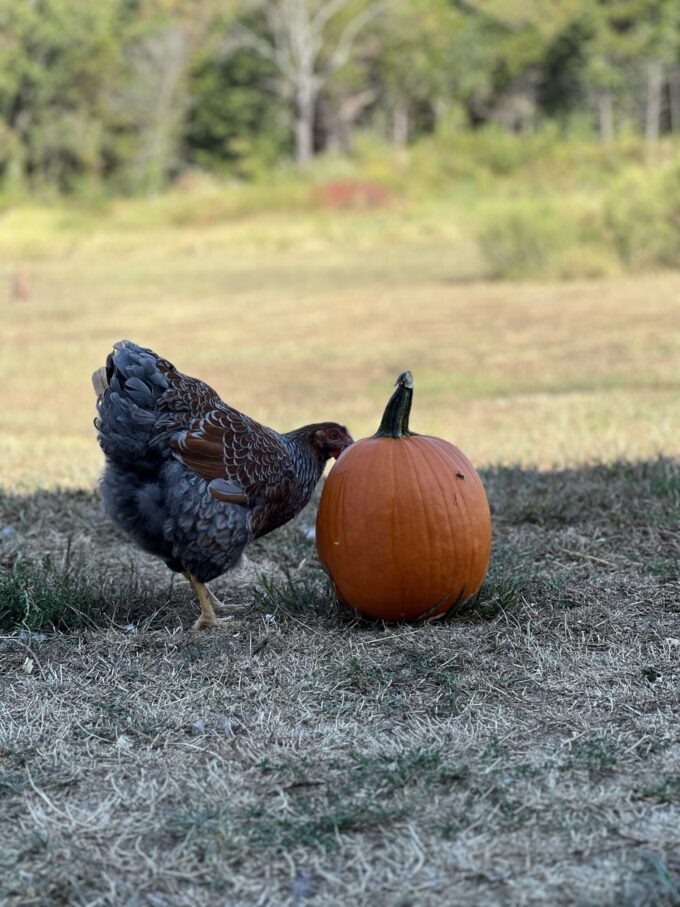 Blue Laced Red Wyandottes - Image 57