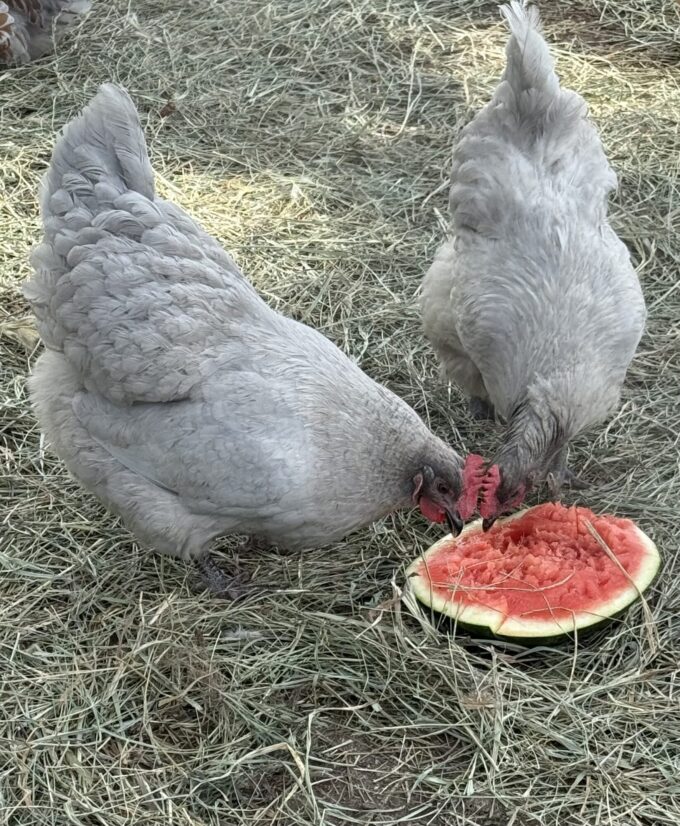 Lavender Orpington Chicken - Image 38