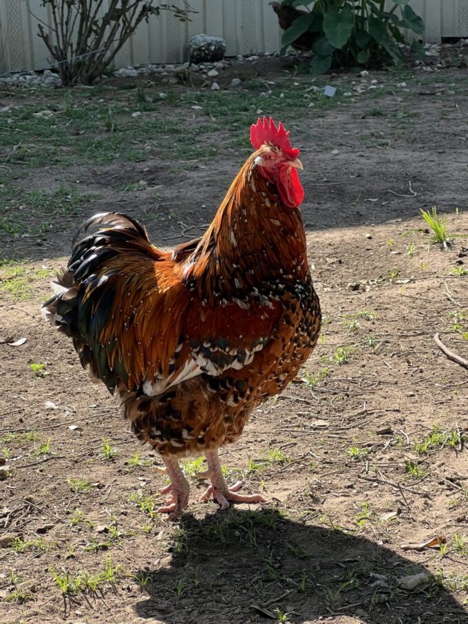 Jubilee Orpington Chicken - Image 28