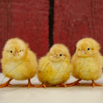 Jubilee Orpington Chicken - Image 3
