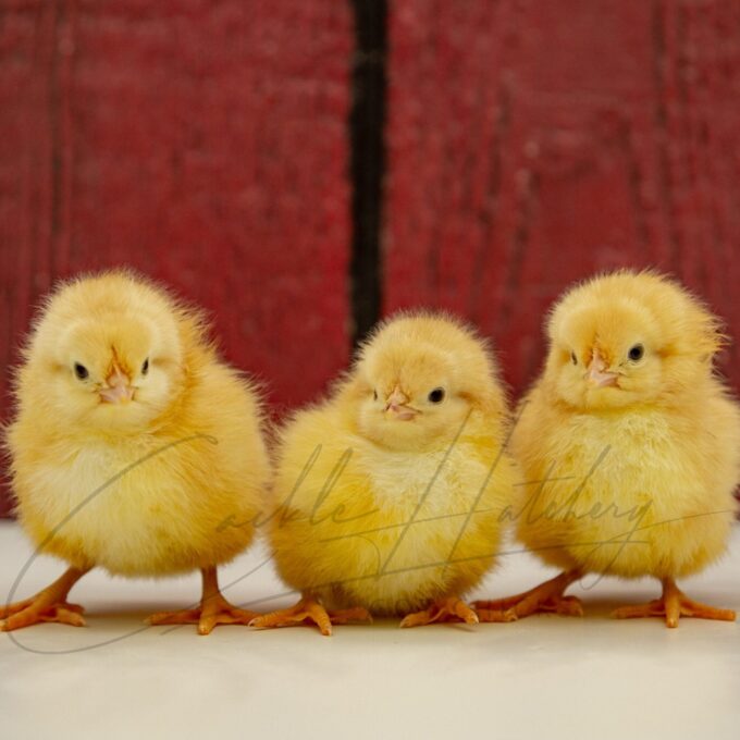 Jubilee Orpington Chicks