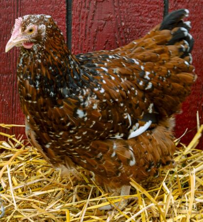 Jubilee Orpington Hen