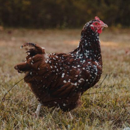 Jubilee Orpington Chicken - Image 9