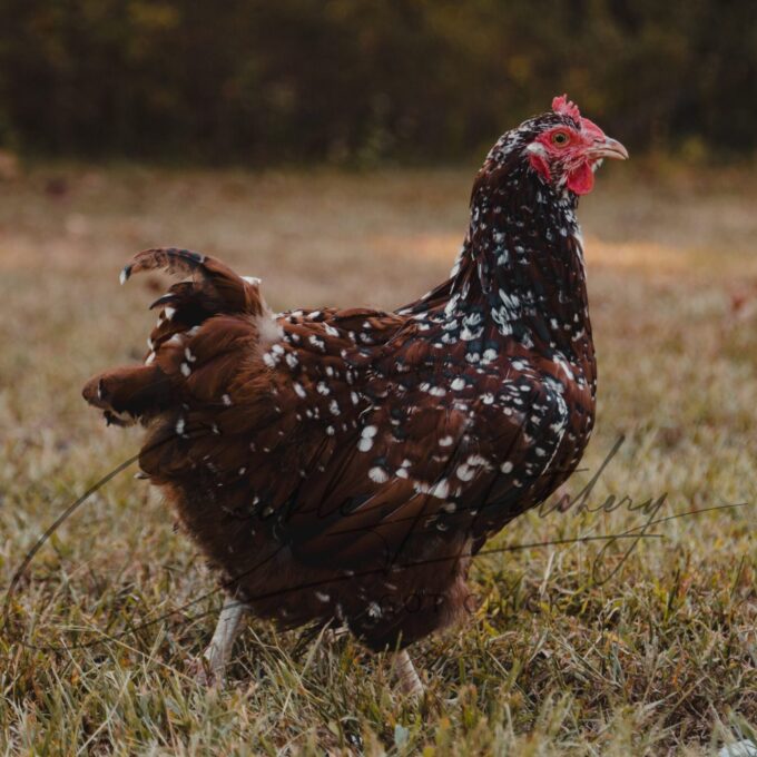 Jubilee Orpington Hen