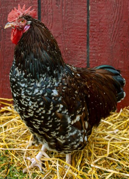 Jubilee Orpington Rooster