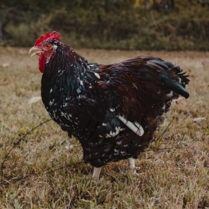 Jubilee Orpington Chicken