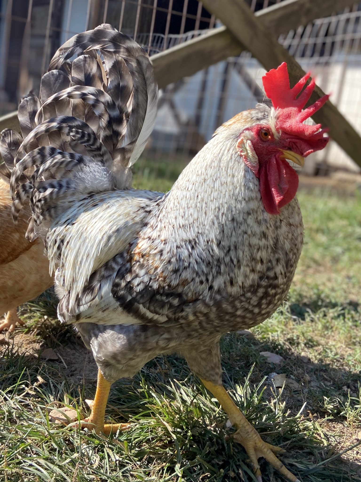Cream Legbar Chickens For Sale Baby Chicks Cackle Hatchery®