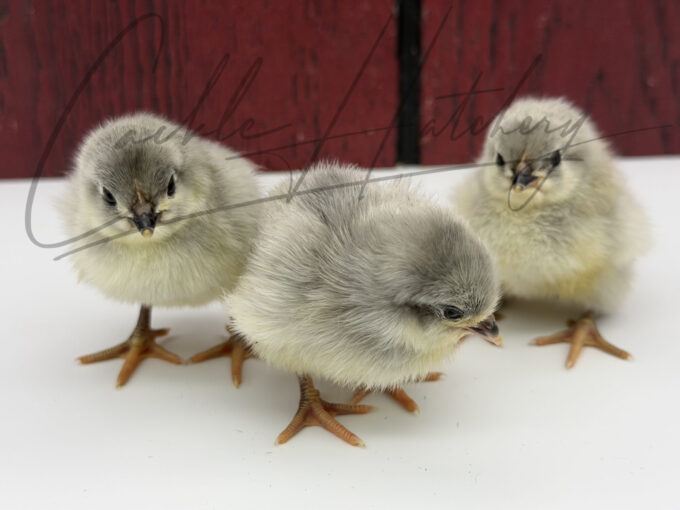 Lavender Orpington Chicken - Image 6