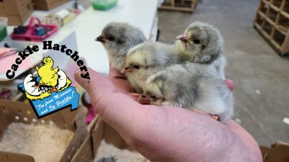 Lavender Orpington Chicks