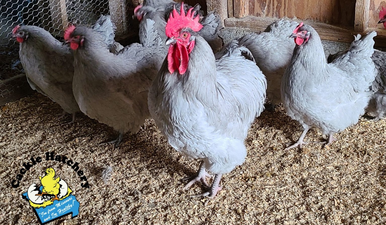 Lavender Orpington Chicken For Sale Cackle Hatchery®