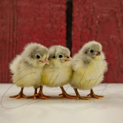 Lavender Orpington Chicken - Image 3